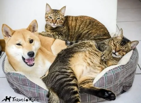 FURKID計畫 9 - Travel of Rice 小米遊記 FURKID計畫 9 - Travel of Rice 小米遊記