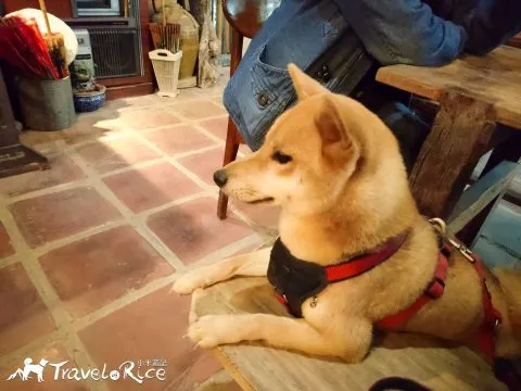 關於寵物友善環境 19 - Travel of Rice 小米遊記