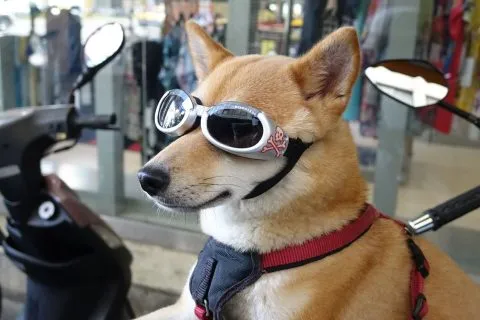 dsc00006