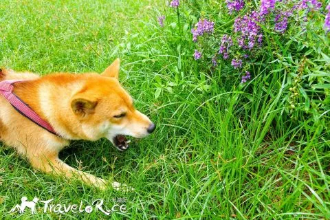 大溪花海 50 - Travel of Rice 小米遊記 dsc00015-1