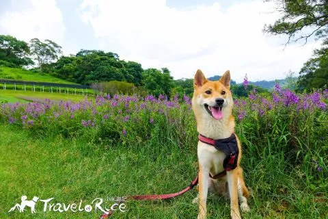 大溪花海 44 - Travel of Rice 小米遊記 dsc00031
