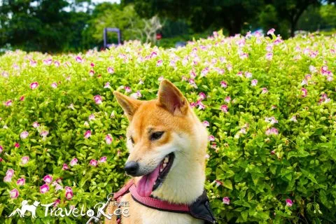 大溪花海 45 - Travel of Rice 小米遊記 dsc00038