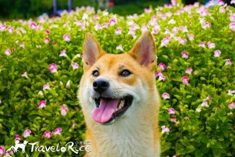 大溪花海 42 - Travel of Rice 小米遊記 dsc00040