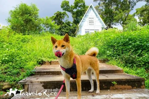 大溪花海 51 - Travel of Rice 小米遊記 dsc00045