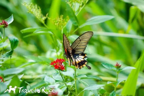 大溪花海 52 - Travel of Rice 小米遊記 dsc00049