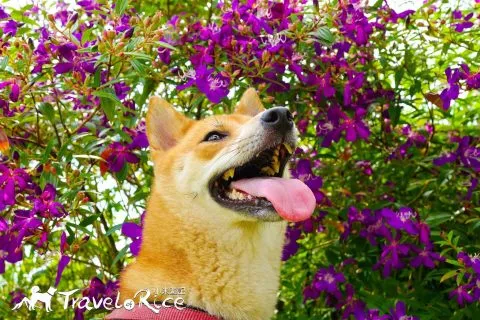 大溪花海 46 - Travel of Rice 小米遊記 dsc00074