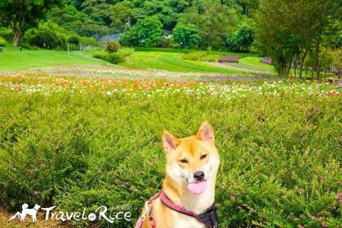 大溪花海 49 - Travel of Rice 小米遊記 dsc00088