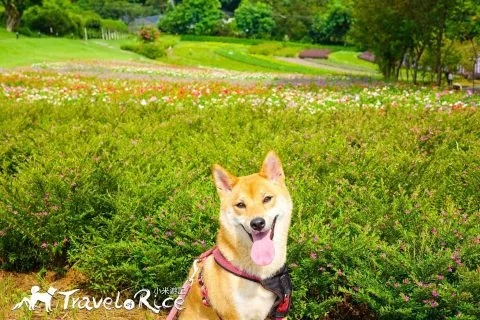 大溪花海 48 - Travel of Rice 小米遊記 dsc00093-2