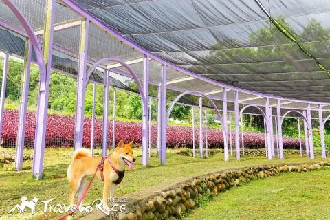 大溪花海 56 - Travel of Rice 小米遊記 dsc00098