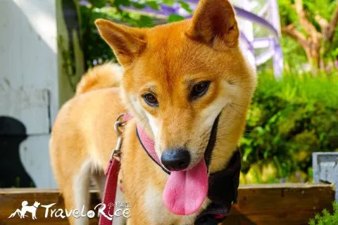 大溪花海 58 - Travel of Rice 小米遊記 dsc00104