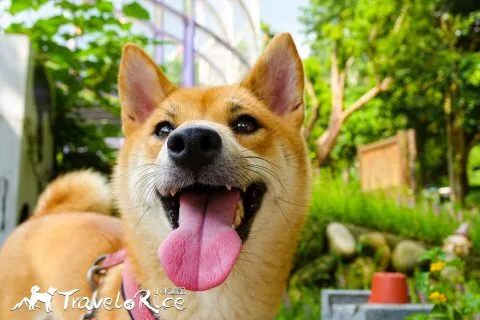 大溪花海 57 - Travel of Rice 小米遊記 dsc00106