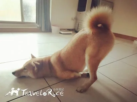 和貓一起長大的小米 36 - Travel of Rice 小米遊記