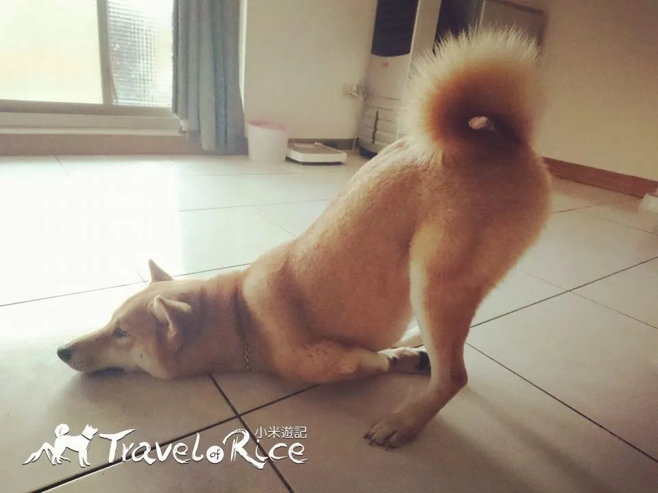 和貓一起長大的小米 36 - Travel of Rice 小米遊記