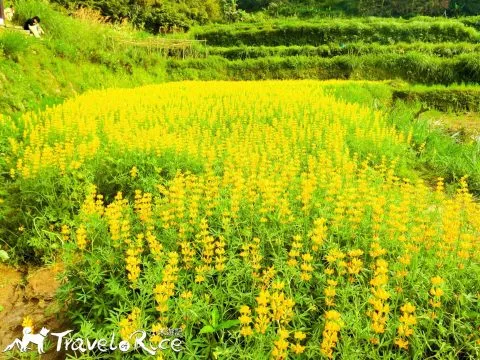 樟樹步道 49 - Travel of Rice 小米遊記 cimg6053