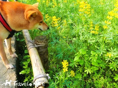樟樹步道 48 - Travel of Rice 小米遊記 cimg6065