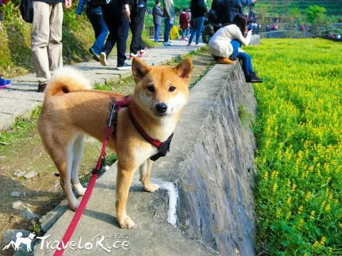 樟樹步道 69 - Travel of Rice 小米遊記 cimg6088