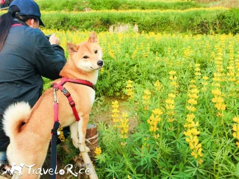 樟樹步道 52 - Travel of Rice 小米遊記 cimg6097