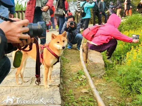 樟樹步道 67 - Travel of Rice 小米遊記 cimg6099-1