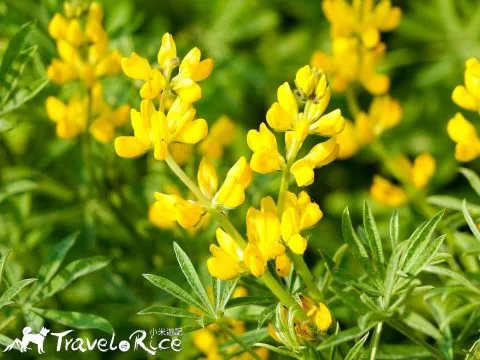 樟樹步道 51 - Travel of Rice 小米遊記 dsc00076