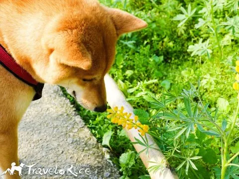 樟樹步道 50 - Travel of Rice 小米遊記 dsc00078-3