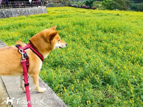 樟樹步道 53 - Travel of Rice 小米遊記 dsc00085-3