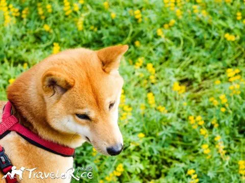 樟樹步道 54 - Travel of Rice 小米遊記 dsc00091-2