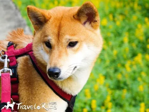 樟樹步道 55 - Travel of Rice 小米遊記 dsc00092