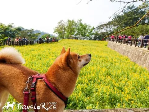 樟樹步道 56 - Travel of Rice 小米遊記 dsc00099-1