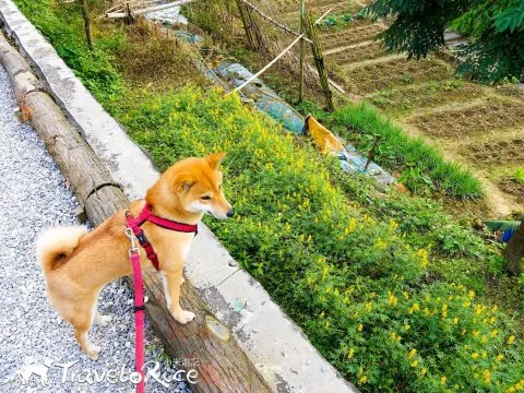 樟樹步道 58 - Travel of Rice 小米遊記 dsc00101-2