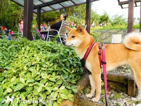 樟樹步道 59 - Travel of Rice 小米遊記 dsc00110