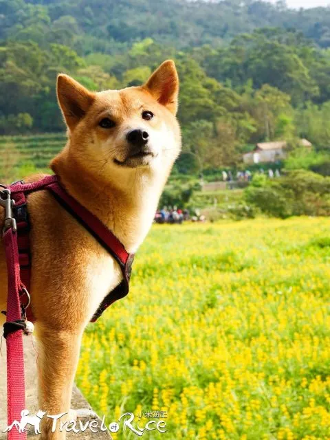 樟樹步道 62 - Travel of Rice 小米遊記 dsc00116