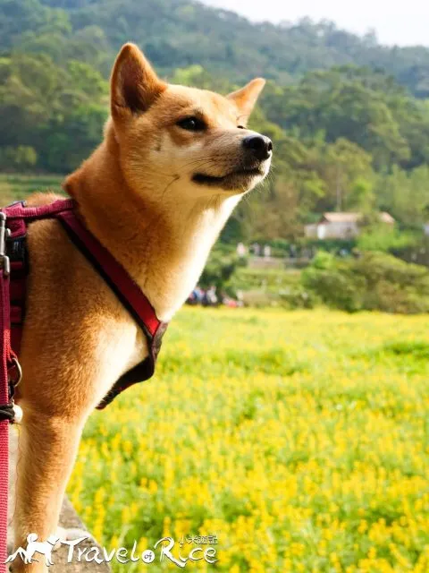 樟樹步道 61 - Travel of Rice 小米遊記 dsc00118-2