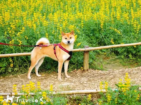 樟樹步道 65 - Travel of Rice 小米遊記 dsc00126-3