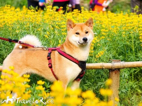 樟樹步道 66 - Travel of Rice 小米遊記 dsc00133-2-2