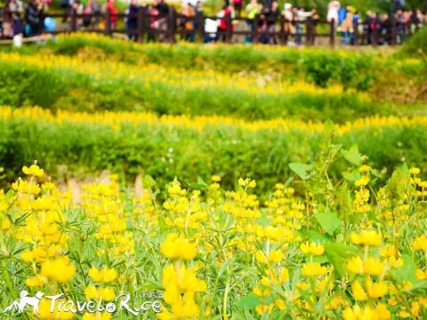 樟樹步道 68 - Travel of Rice 小米遊記 dsc00137