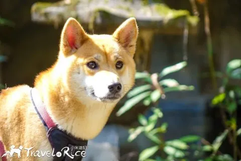 鄭再傳紀念公園 88 - Travel of Rice 小米遊記 dsc02113