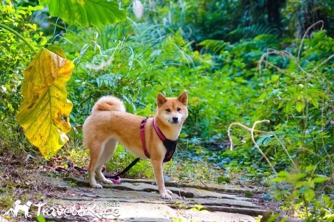 鄭再傳紀念公園 91 - Travel of Rice 小米遊記 dsc02126