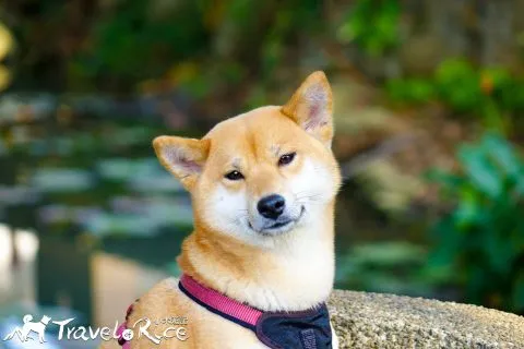 麗池公園 67 - Travel of Rice 小米遊記 dsc02192