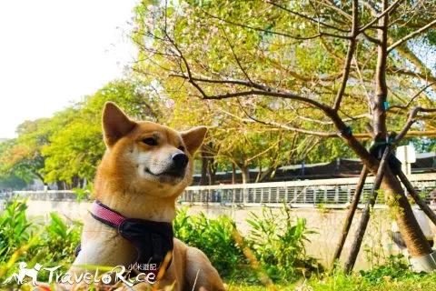 麗池公園 70 - Travel of Rice 小米遊記 dsc02202