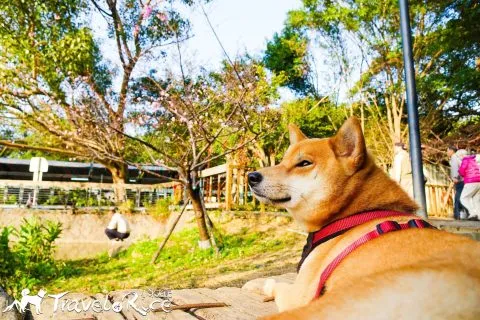 麗池公園 71 - Travel of Rice 小米遊記 dsc02206