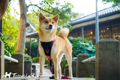 麗池公園 73 - Travel of Rice 小米遊記 dsc02214