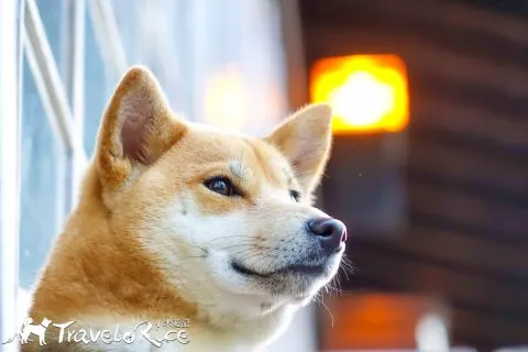 麗池公園 75 - Travel of Rice 小米遊記 dsc02219