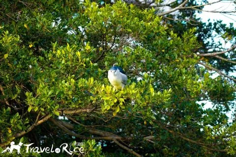 麗池公園 82 - Travel of Rice 小米遊記 dsc02240