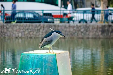 麗池公園 81 - Travel of Rice 小米遊記 dsc02256