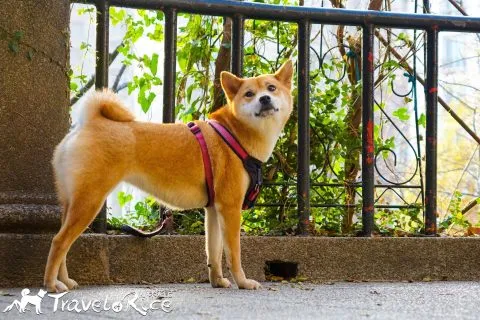 麗池公園 91 - Travel of Rice 小米遊記 dsc02264