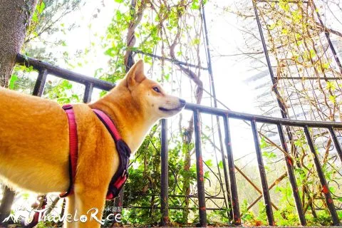 麗池公園 93 - Travel of Rice 小米遊記 dsc02270