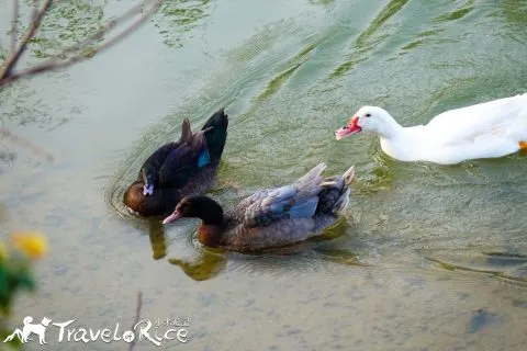 麗池公園 86 - Travel of Rice 小米遊記 dsc02274