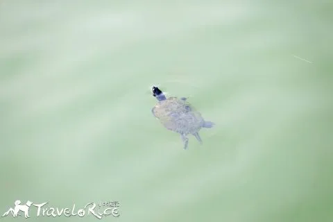 麗池公園 87 - Travel of Rice 小米遊記 dsc02276