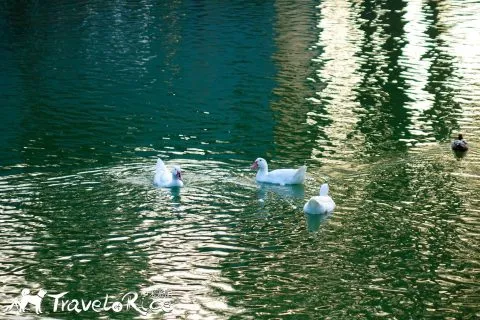 麗池公園 88 - Travel of Rice 小米遊記 dsc02281