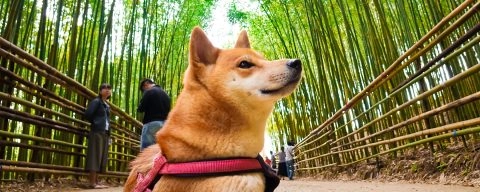 烏嘎彥竹林 41 - Travel of Rice 小米遊記